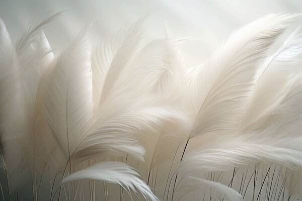Tapet Valuri delicate de iarbă de pampas, Fototapet Penele, w05717 : Uwalls.ro