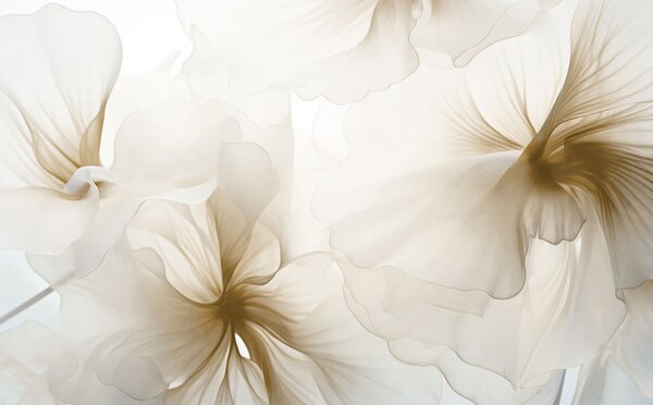 Tapet Flori delicate, cu petale vaporoase și translucide, în stil acuarelă, într-o compoziție florală, Imagini de fundal unice, w05360v1 : Uwalls.ro