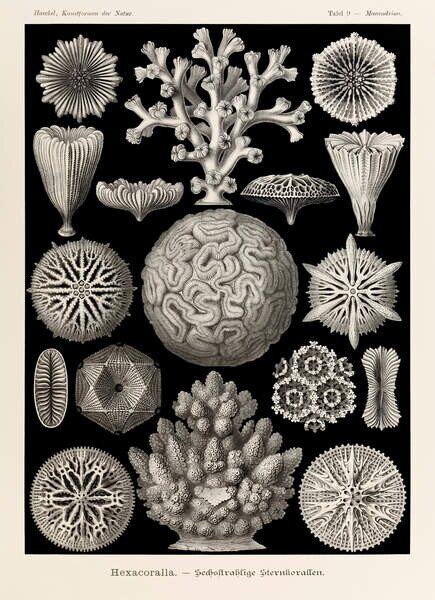 Haeckel, Ernst - Artă imprimată Maeandrina Hexacoralla, (30 x 40 cm)