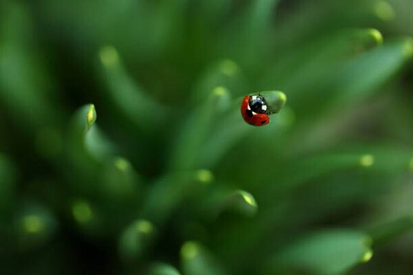 Fotografie Ladybug, Sanja Baljkas