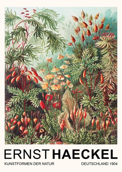 Artă imprimată Muscinae–Laubmoose / Rainforest Plants (Vintage Academia) - Ernst Haeckel, (30 x 40 cm)
