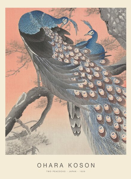 Artă imprimată Two Peacocks (Special Edition) - Ohara Koson copy, (30 x 40 cm)