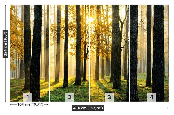 Fototapet Pădure în dimineața