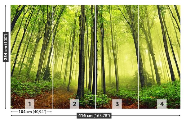 Fototapet ceaţă Forest