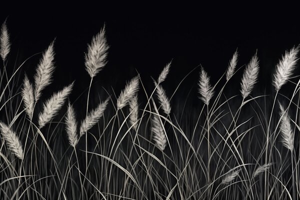 Fototapet Ierburi delicate într-un cadru întunecat, Fototapet natură, Fototapet populare, w03917 - Tapeko.ro