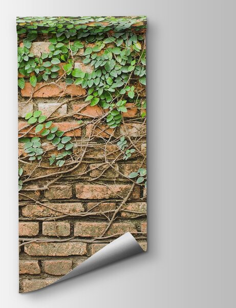 Fototapet Un zid de cărămidă cu iederă care crește pe el, Fototapet textură beton, Fototapet populare, u53037 - Tapeko.ro