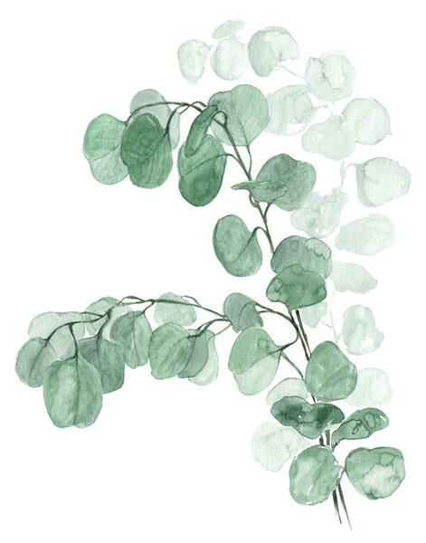 Ilustrație Watercolor silver dollar eucalyptus, Blursbyai