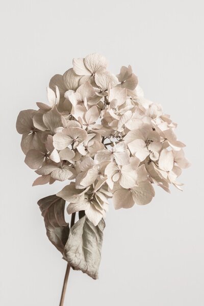 Fotografie Beige dried flower, Studio Collection