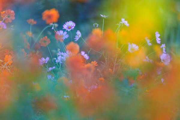 Fotografie The Colorful Garden, Junko Torikai, (40 x 26.7 cm)