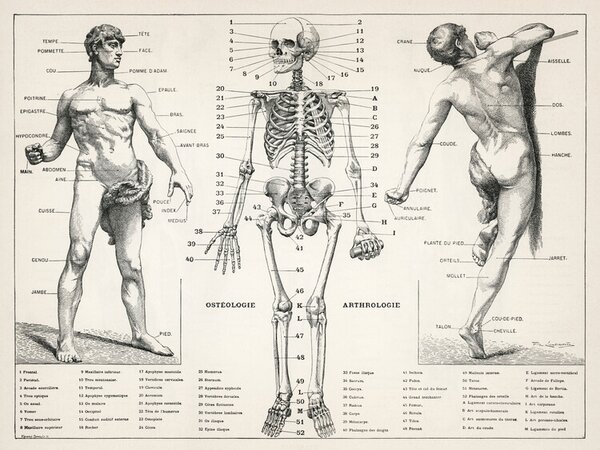 Ilustrație Antique Illustration of the Human Body & Skeleton (Biology), (40 x 30 cm)