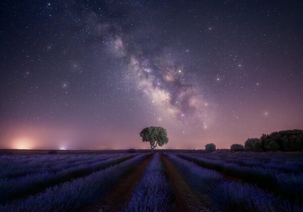 Fotografie Lavender fields nightshot, joanaduenas