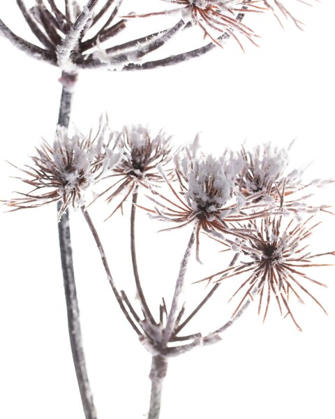 Ramură Thistle white 100cm