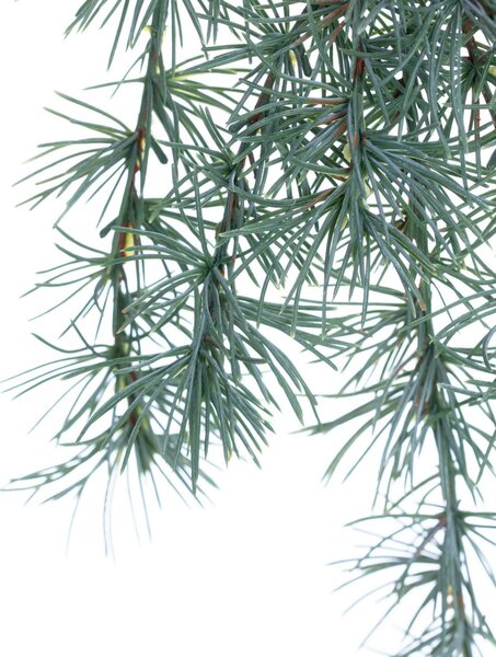 Ramură Christmas Tree 30x2x60cm verde deschis