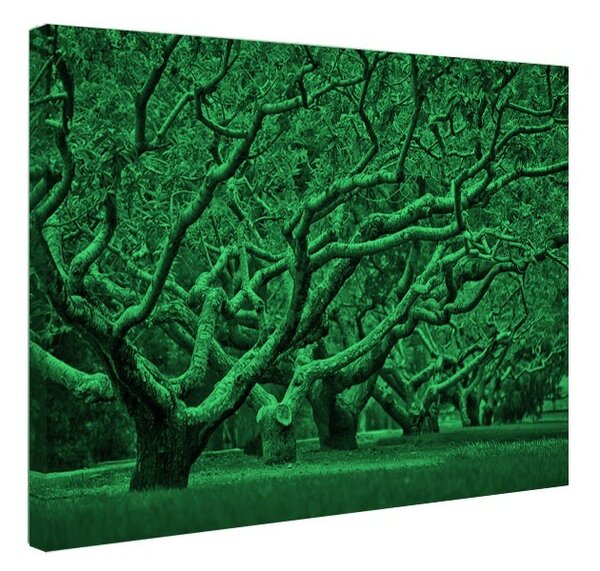Tablou fosforescent Piersici infloriti