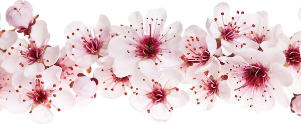 Tablou flori de cires