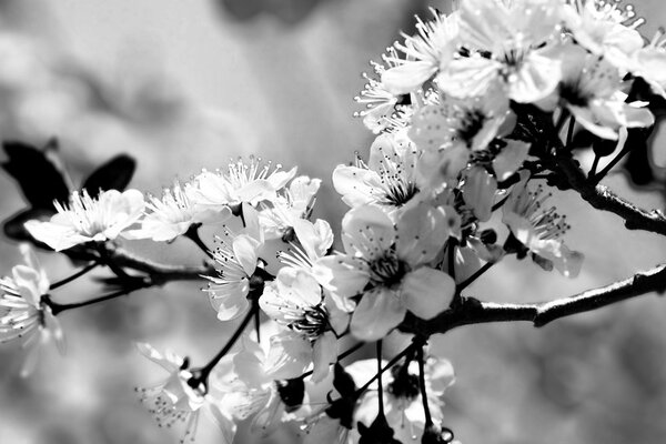 Tablou floare de cires alb-negru