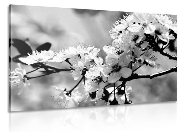 Tablou floare de cires alb-negru