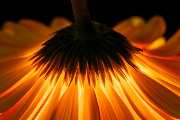 Tablou gerbera pe fundal închis