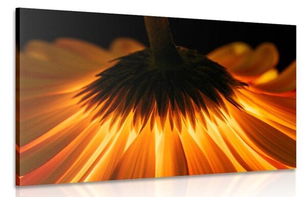 Tablou gerbera pe fundal închis