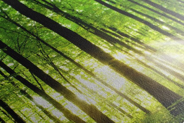 Tablou pădure verde rumedă