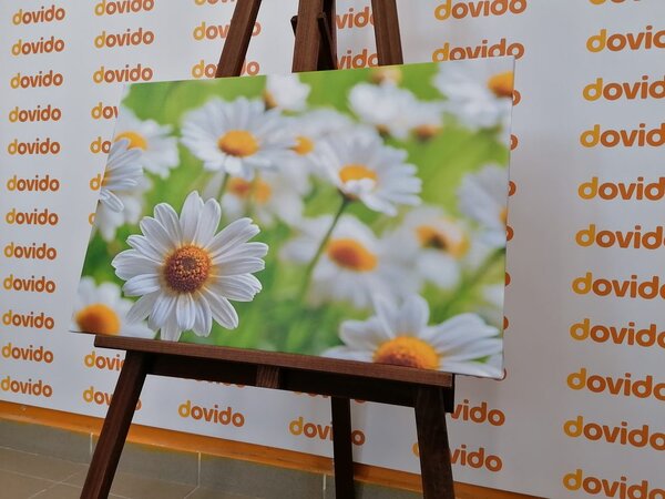 Tablou pajiște plină de flori