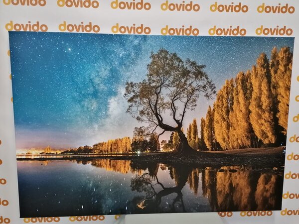 Tablou pom sub cerul nopții