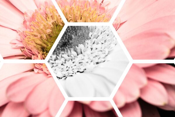 Tablou gerbera în hexagon