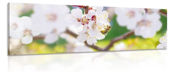 Tablou flori în pom primăvara