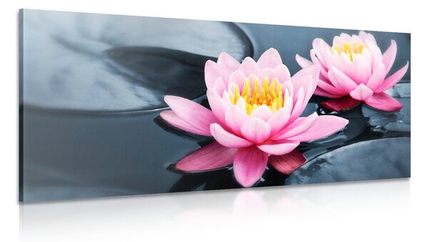 Tablou floare de lotus pe lac