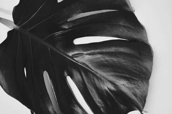 Tablou frunză de philodendron alb-negru