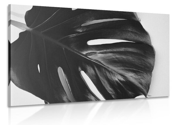 Tablou frunză de philodendron alb-negru