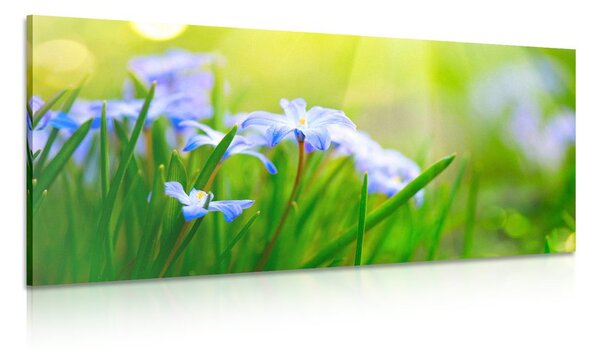 Tablou pajiște de flori primăvara
