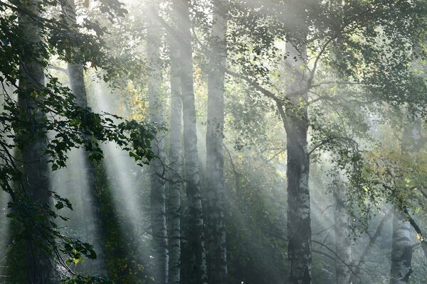 Tablou raze de soare în pădure plină de ceață