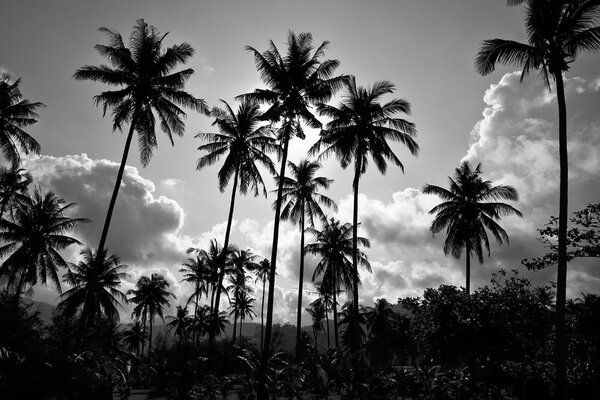 Tablou palmieri de cocos pe plajă alb-negru