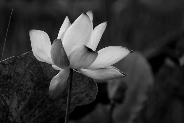 Tablou floare de lotus fină alb-negru