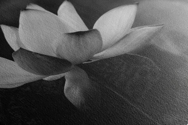 Tablou floare de lotus fină alb-negru