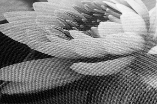 Tablou floare de lotus pe apă alb-negru