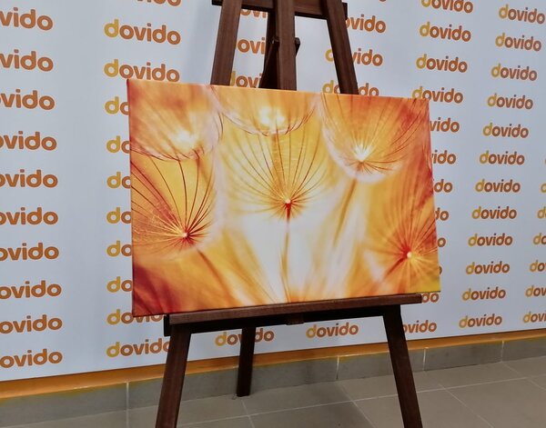 Tablou păpădie într-un design frumos