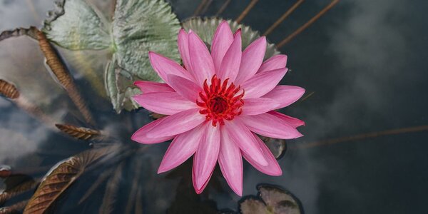 Tablou floare de lotus magnifică