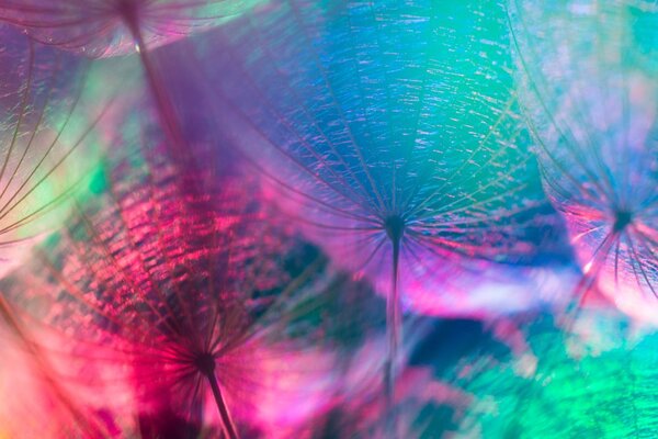 Tablou păpădie în culori de pastel