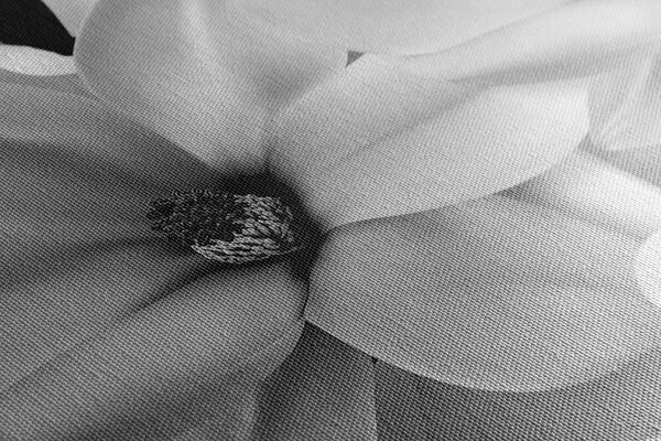 Tablou floare magnolie pe fundal abstract alb-negru