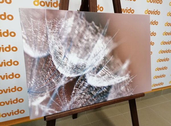 Tablou păpădie macro în fundal