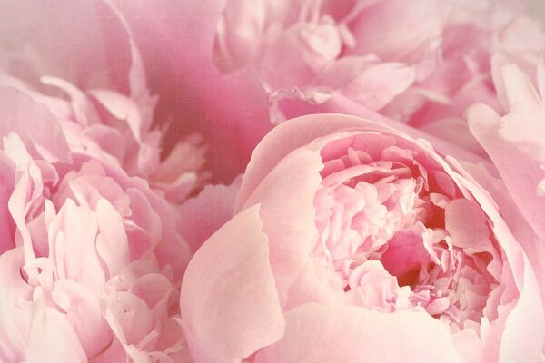 Tablou petale ale florilor