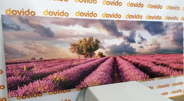 Tablou câmpuri de lavandă