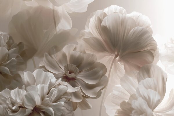 Tapet Petale de magnolie în nuanțe de crem, în stil abstract, Fototapet Flori, w09937 : Uwalls.ro