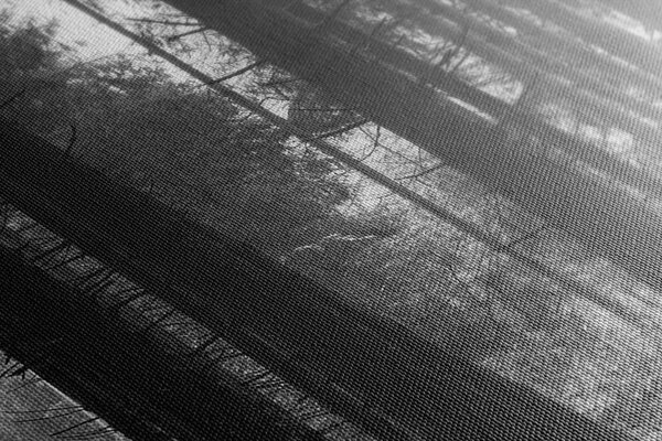 Tablou pădure luminată de soare în design alb-negru