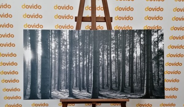Tablou dimineața în pădure în design alb-negru
