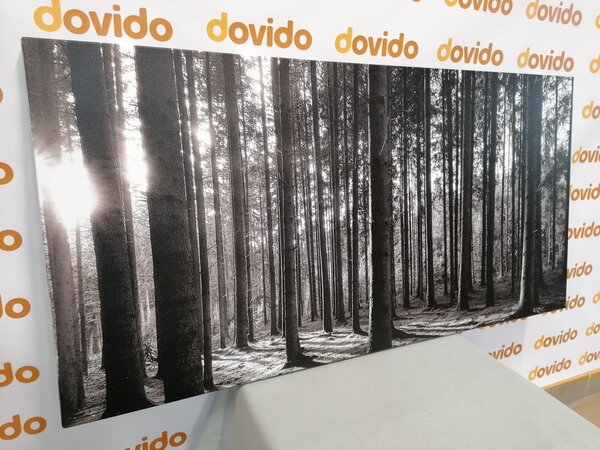 Tablou dimineața în pădure în design alb-negru