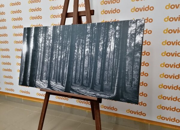 Tablou dimineața în pădure în design alb-negru