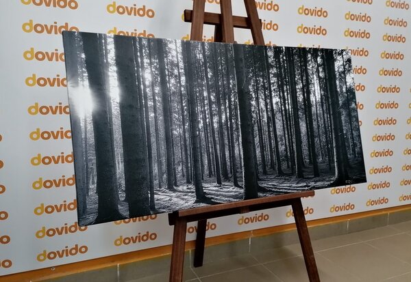 Tablou dimineața în pădure în design alb-negru
